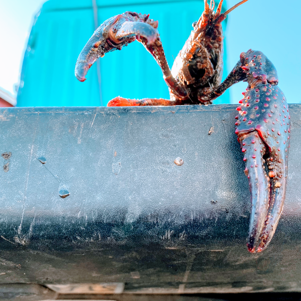 Kidd’s Crawfish Columbus | restaurant | 2407 A, US-45, Columbus, MS 39705, USA | 6624254177 OR +1 662-425-4177