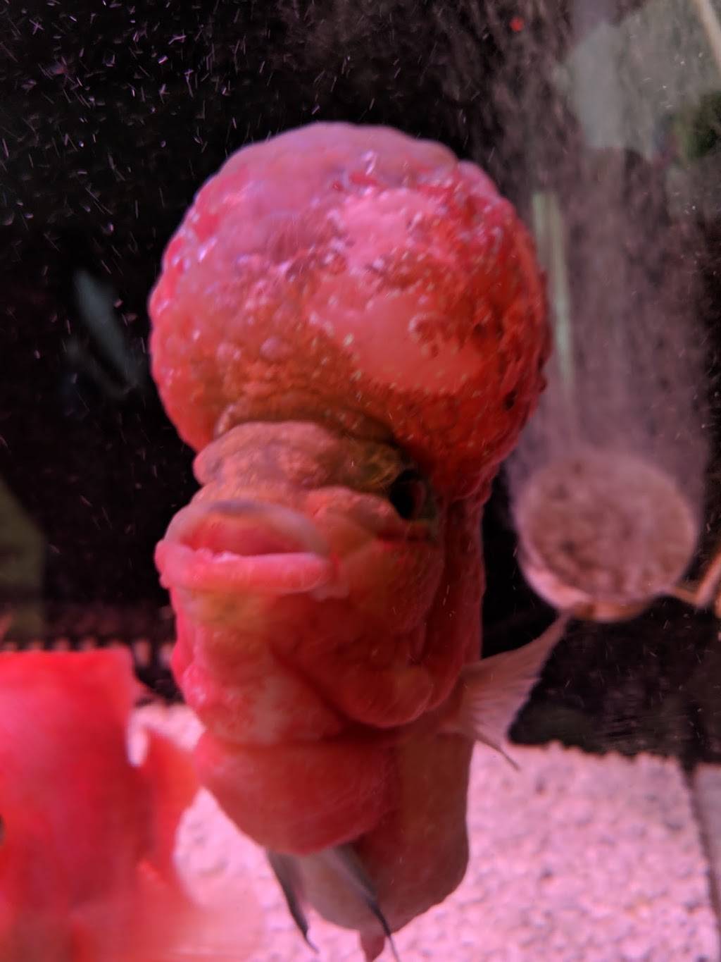 China House | restaurant | 2652 Darlington Rd # 50, Beaver Falls, PA 15010, USA | 7248464275 OR +1 724-846-4275