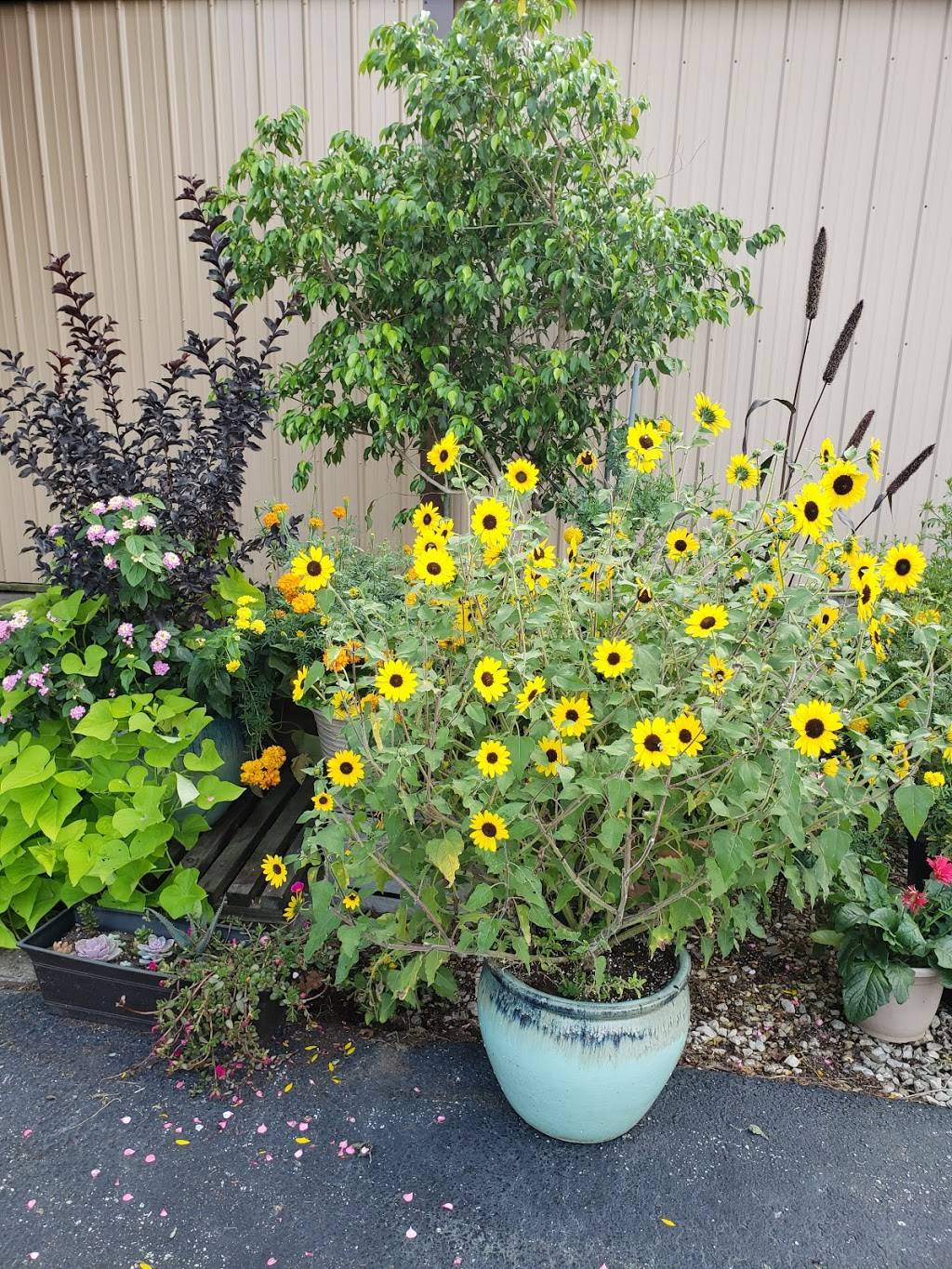 Harvest Restaurant | restaurant | 8011 E State Hwy Ad, Rogersville, MO 65742, USA | 4178303656 OR +1 417-830-3656