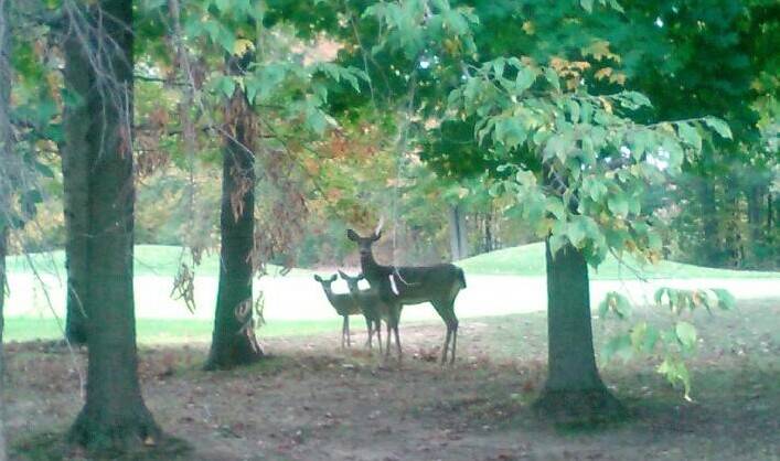 Sugarbush Golf Club & Banquet Center | restaurant | 1 Sugarbush Dr, Davison, MI 48423, USA | 8106533326 OR +1 810-653-3326