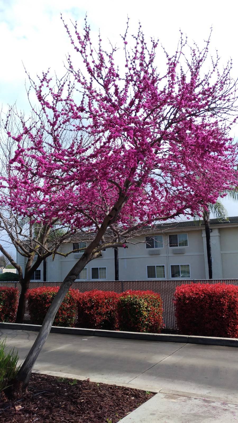 Subway Restaurants | restaurant | 720 Carol Ave, Merced, CA 95341, USA | 2093840880 OR +1 209-384-0880