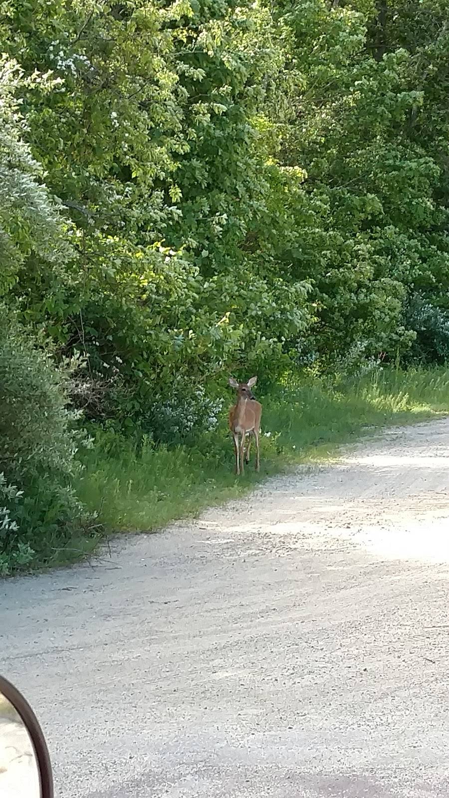 Roccos Pizza Bar & Grill | restaurant | 297 Derry Rd, Hudson, NH 03051, USA | 6035779866 OR +1 603-577-9866