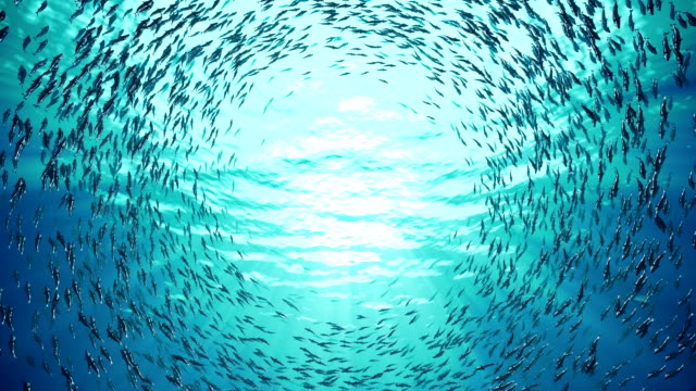 Nami Japanese Restaurant | restaurant | 218 E Main St, Richmond, VA 23219, USA | 8044478116 OR +1 804-447-8116