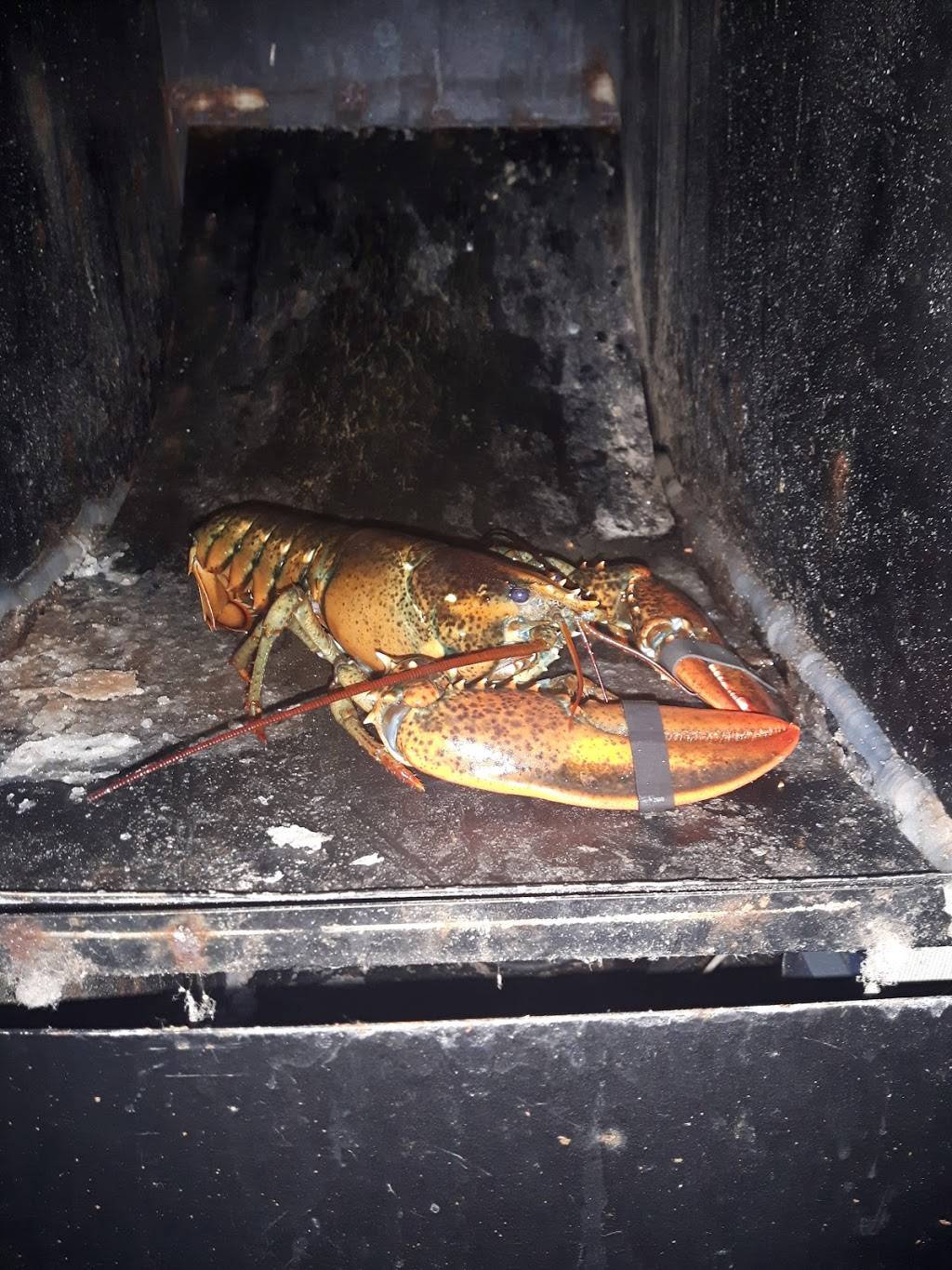 Chubbyz Sports Tavern & Grill | restaurant | 4109 Tamiami Trail, Port Charlotte, FL 33952, USA | 9416130002 OR +1 941-613-0002