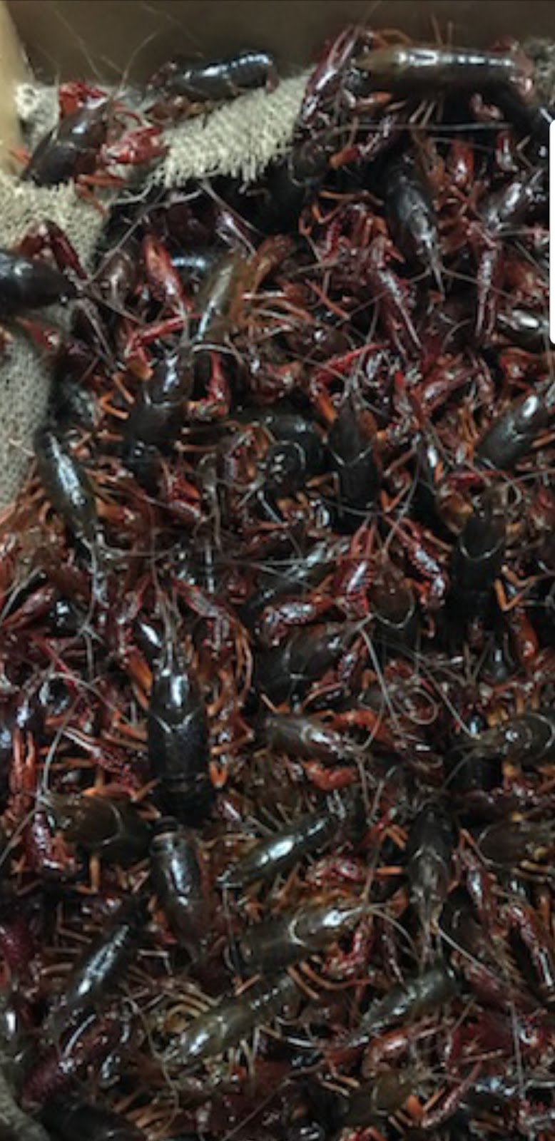 LA. Boiling Seafood Crab & Crawfish | restaurant | 1242 E Colonial Dr, Orlando, FL 32803, USA | 4078987770 OR +1 407-898-7770