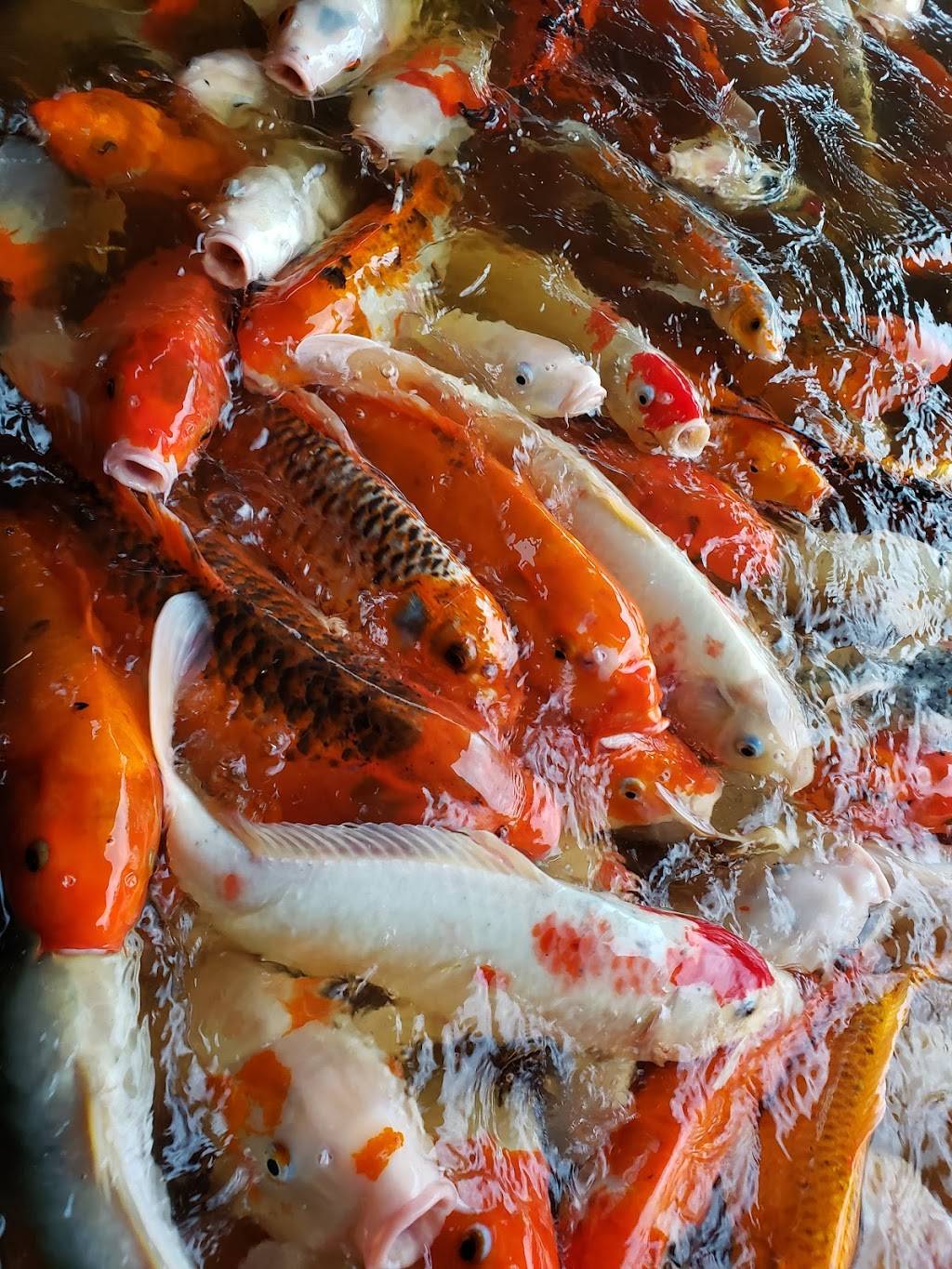 China Bear | restaurant | 12755 Southwest Fwy, Stafford, TX 77477, USA | 2812408388 OR +1 281-240-8388