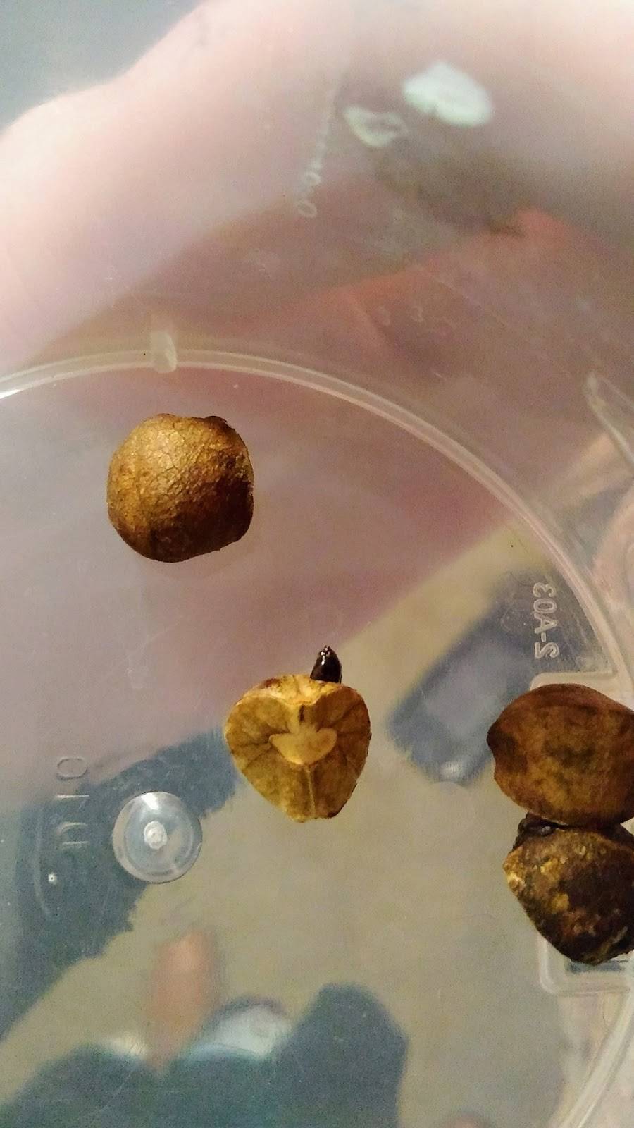 JUMPING BEANDITO | restaurant | 308 La Plata Rd NW, Albuquerque, NM 87107, USA | 8884852159 OR +1 888-485-2159