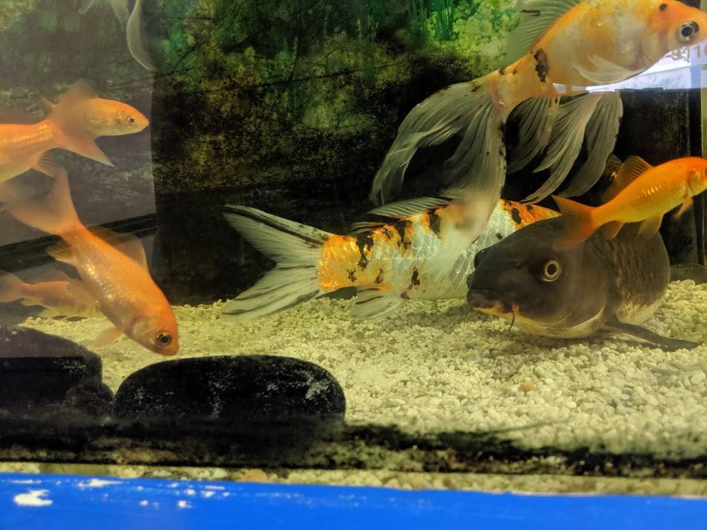 Golden Jade Chinese Restaurant | restaurant | 7330 W Atlantic Blvd, Margate, FL 33063, USA | 9549779044 OR +1 954-977-9044