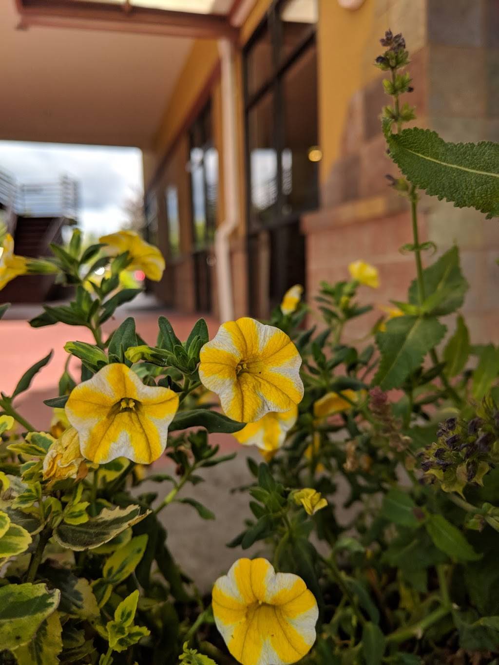 Safuras Mediterranean Cuisine | restaurant | 4160 6th Ave SE #103, Lacey, WA 98503, USA | 3604387898 OR +1 360-438-7898