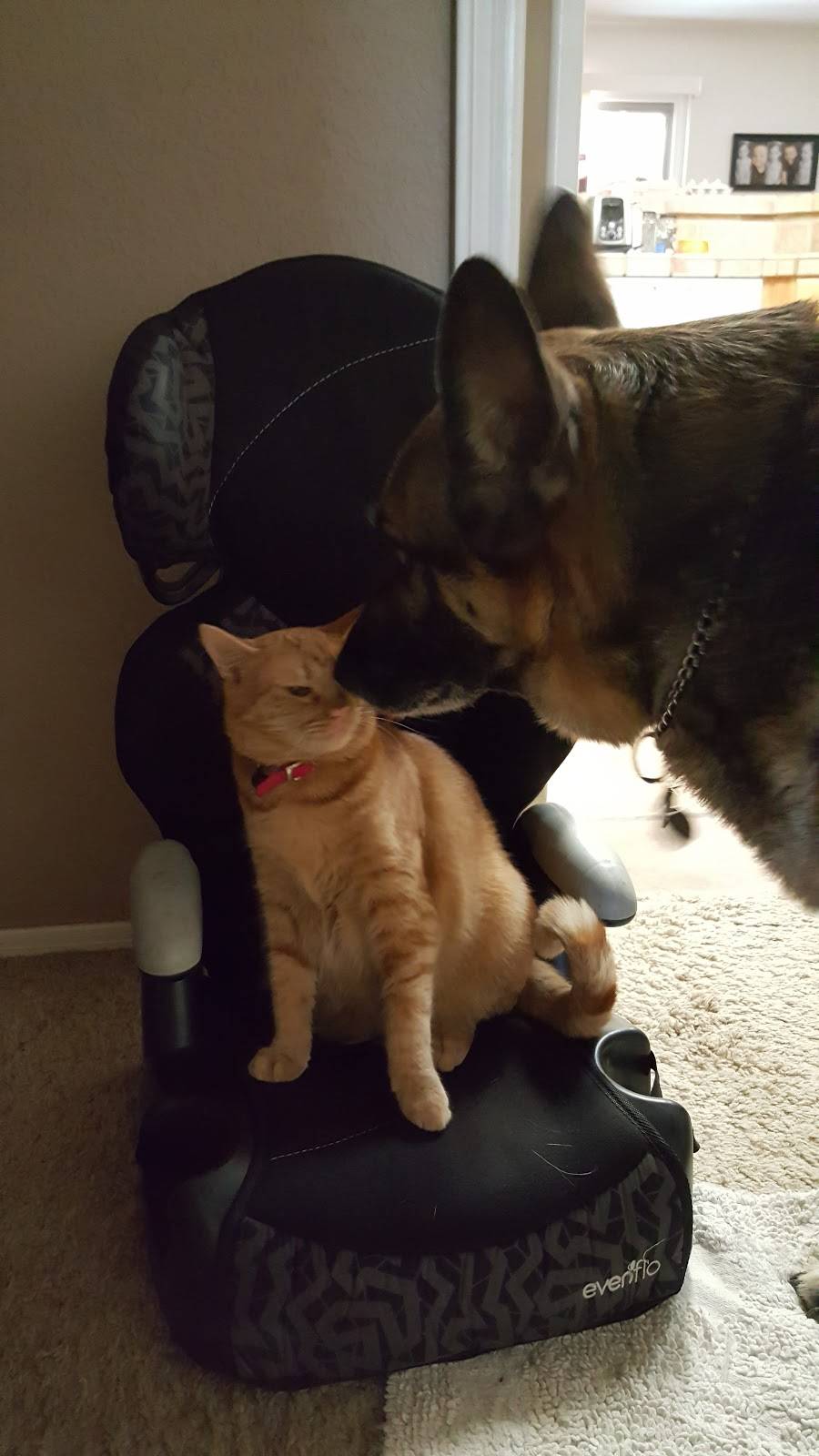 Western Skies Village Center | restaurant | 1534 E Ray Rd, Gilbert, AZ 85296, USA | 6025748852 OR +1 602-574-8852