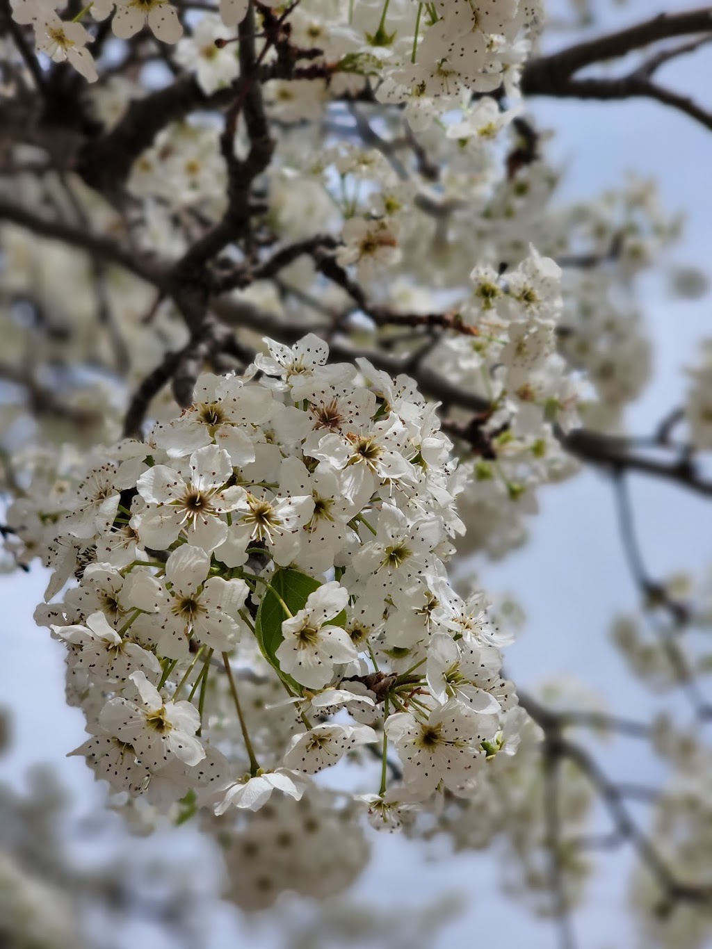 China Chinese Restaurant | restaurant | 209 E Grand Ave, Tonkawa, OK 74653, USA | 5806282300 OR +1 580-628-2300