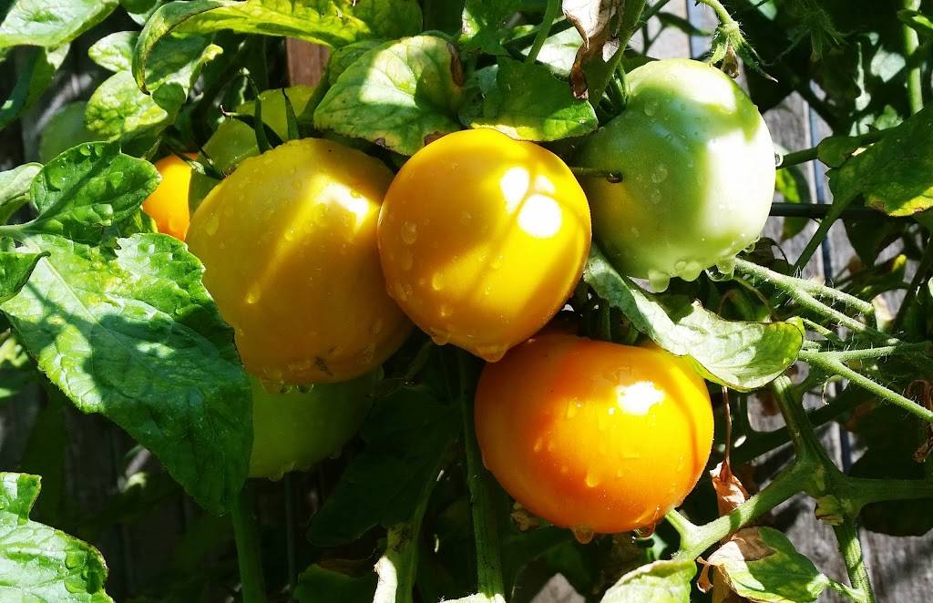 Grassroots Grill Restaurant | meal delivery | 3747 N Southport Ave, Chicago, IL 60613, USA | 7733251710 OR +1 773-325-1710