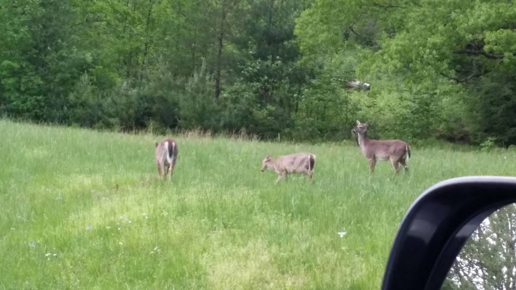 Cades Cove Campground Store and Bike Rental | restaurant | 10035 Campground Dr, Townsend, TN 37882, USA | 8654489034 OR +1 865-448-9034