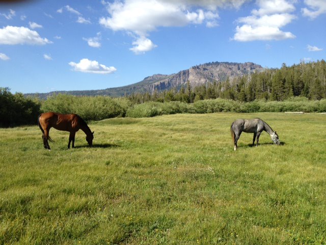 Plasses Resort | restaurant | 30001 Plasse Rd, Pioneer, CA 95666, USA | 2092588814 OR +1 209-258-8814