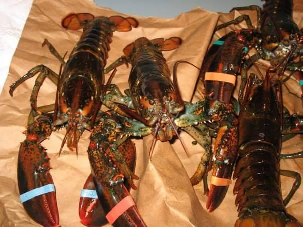 Trenton Bridge Lobster Pound | restaurant | 1237 Bar Harbor Rd, Trenton, ME 04605, USA | 2076672977 OR +1 207-667-2977