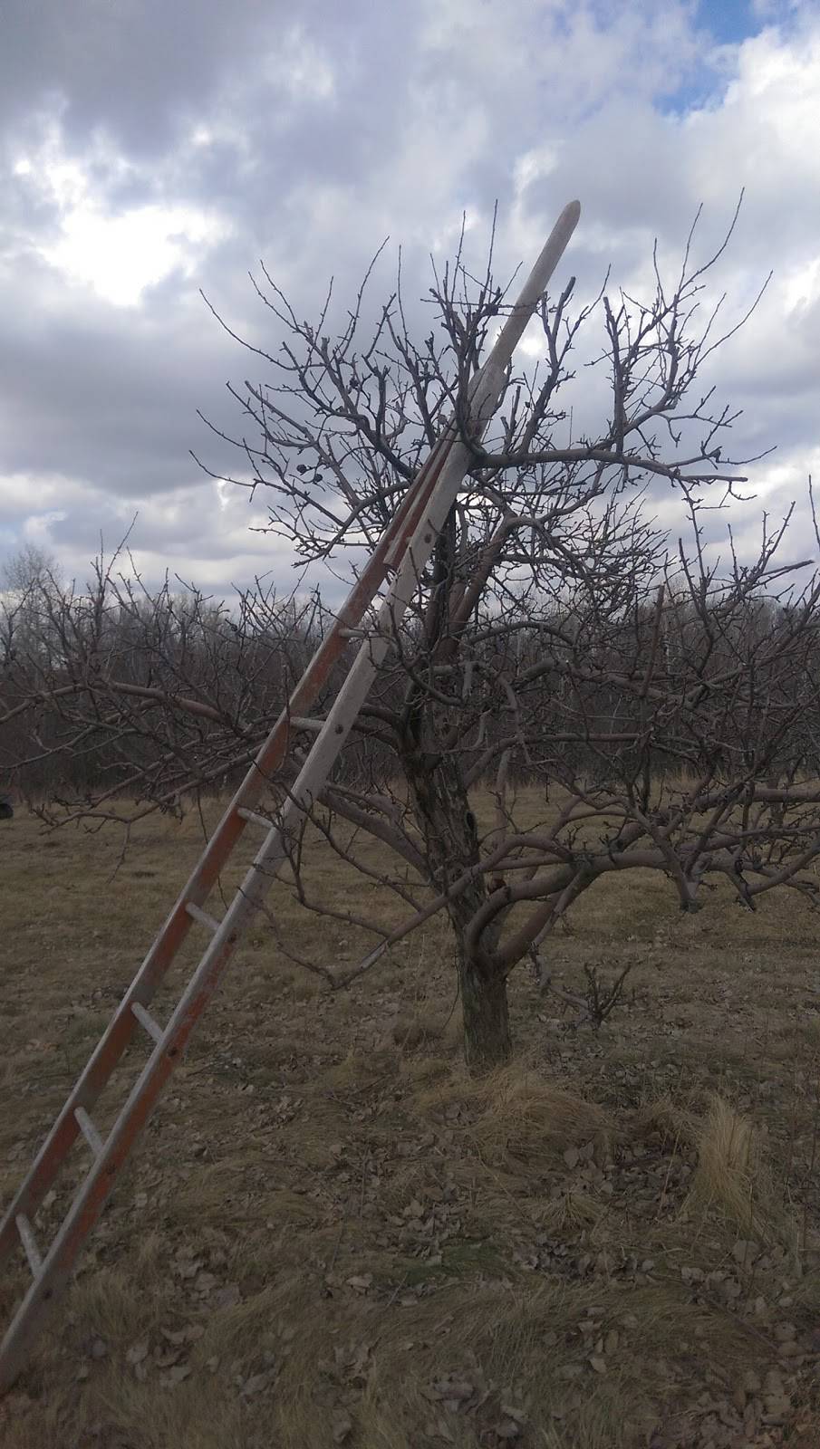 Nesbitts Nursery & Orchard | restaurant | N4380 WI-35, Prescott, WI 54021, USA | 7157922676 OR +1 715-792-2676