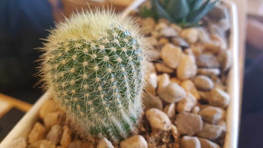 Sunset Grill | restaurant | 102 Lakeshore Rd W, Mississauga, ON L5H 2E1, Canada | 9058912200 OR +1 905-891-2200