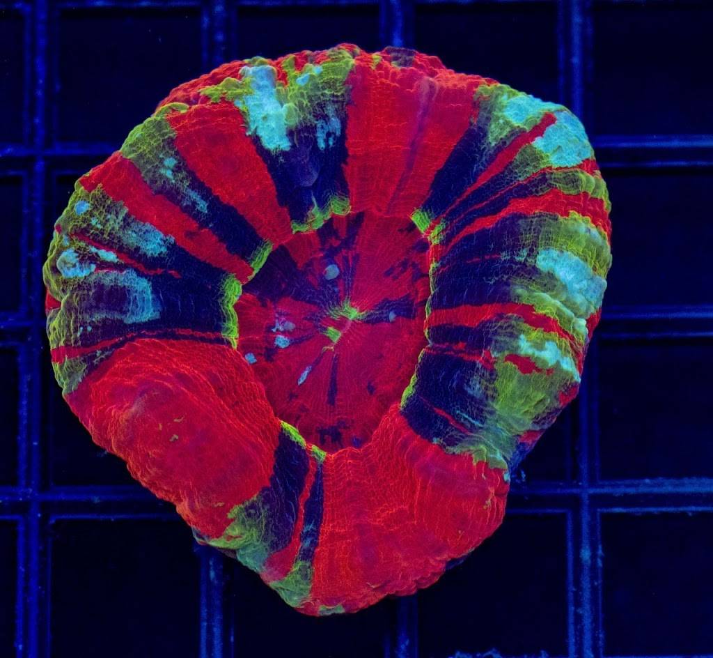 Papa Johns Pizza | restaurant | 101a N Greenville Ave Ste A, Allen, TX 75002, USA | 9727277676 OR +1 972-727-7676