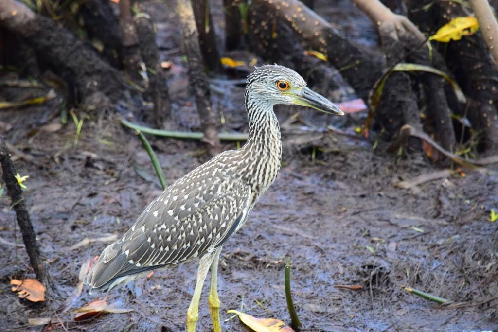 Subway | restaurant | 2496 Palm Ridge Rd, Sanibel, FL 33957, USA | 2394721255 OR +1 239-472-1255