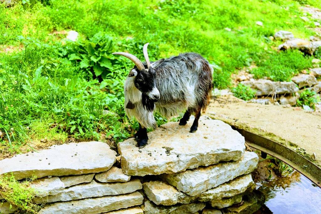 The Cave Bar and Grill | restaurant | 313 S Main St, Lanagan, MO 64847, USA | 4174545933 OR +1 417-454-5933