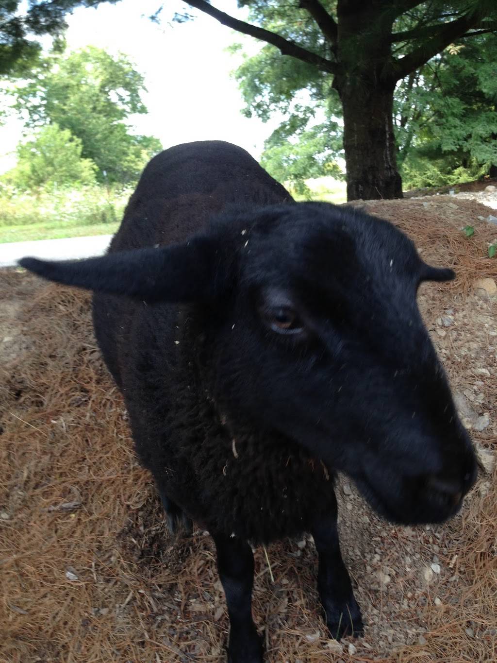 The Winery at Perennial Vineyards | restaurant | 11877 Poorman St SW, Navarre, OH 44662, USA | 3308323677 OR +1 330-832-3677