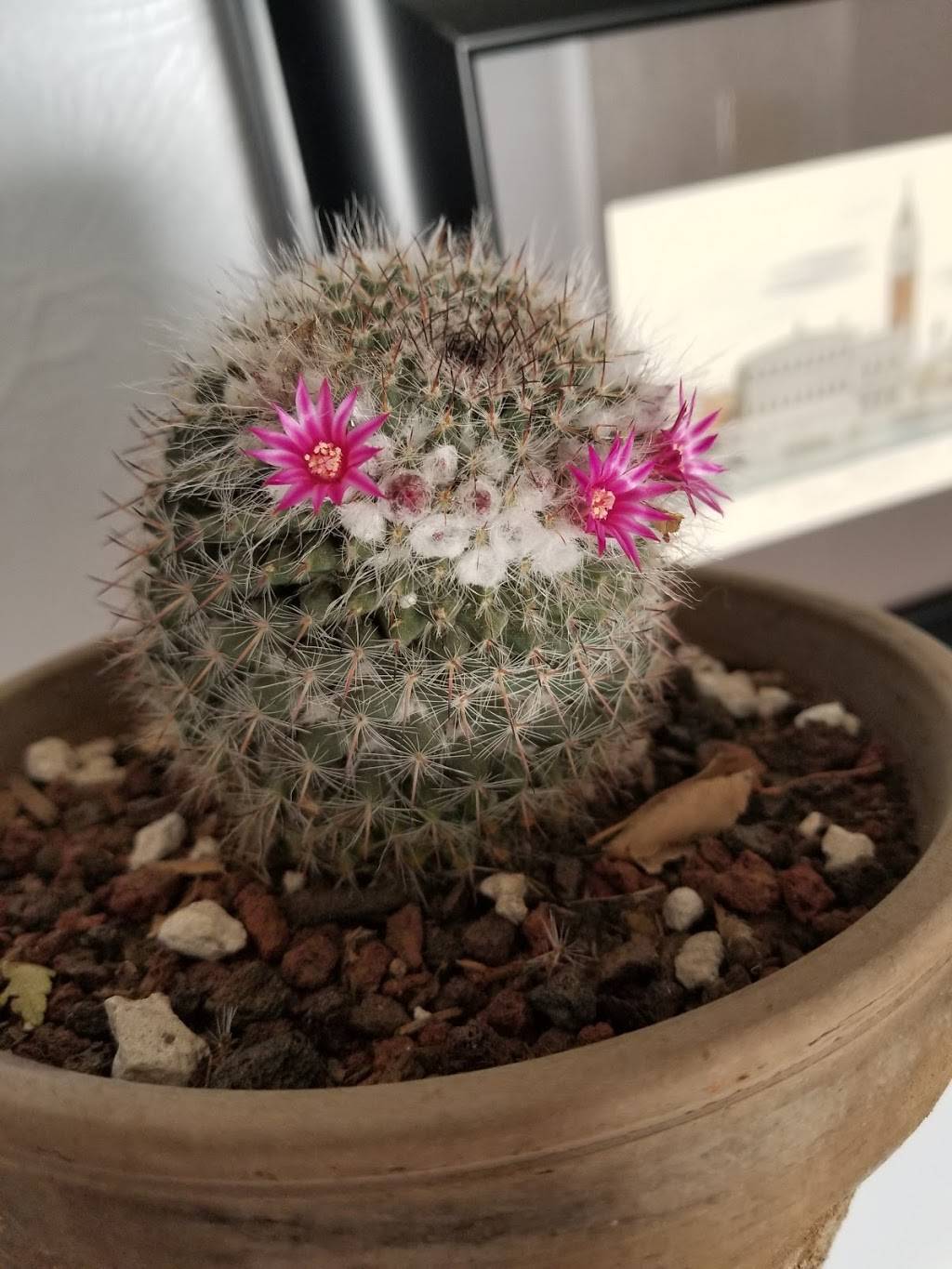 Taco Bell | meal takeaway | 6425 Source Center Point, Colorado Springs, CO 80923, USA | 7195935025 OR +1 719-593-5025