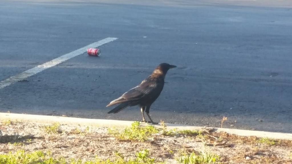 Burger King | restaurant | 10612 Sheldon Rd, Tampa, FL 33626, USA | 8135103916 OR +1 813-510-3916