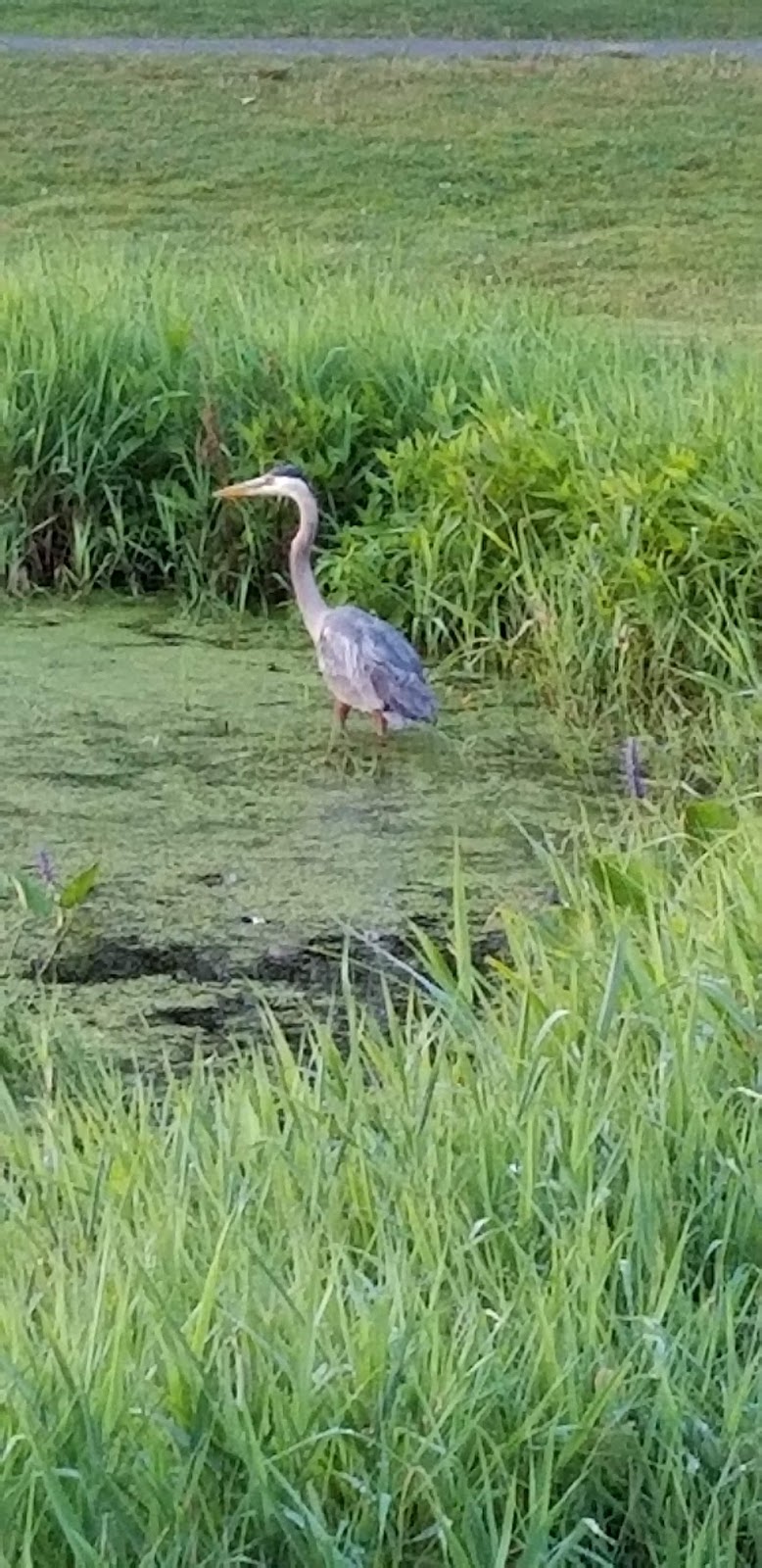 Easton Country Club | restaurant | 265 Purchase St, South Easton, MA 02375, USA | 5082382500 OR +1 508-238-2500