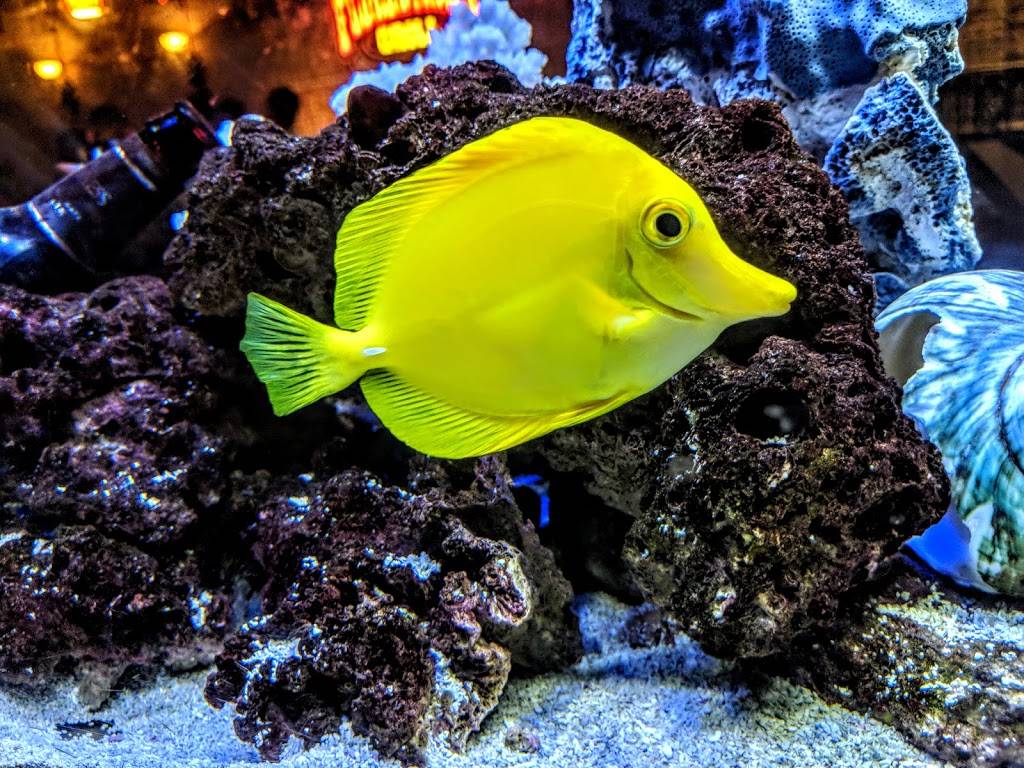 Palapa Grill | restaurant | 104 N Harbor Blvd, Fullerton, CA 92832, USA | 7148797571 OR +1 714-879-7571