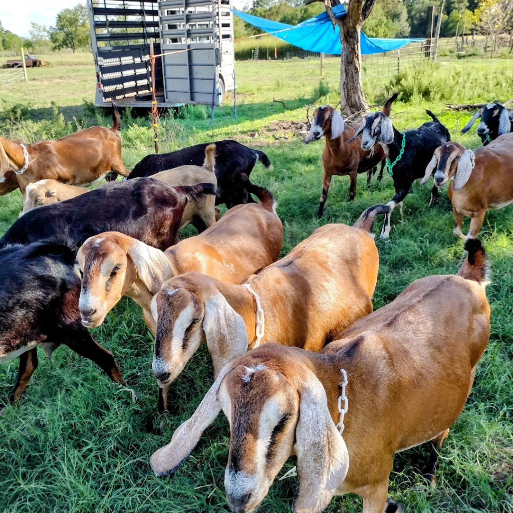 The Beer Garden at Blue Heron Farm | restaurant | 29625 Bunting Rd, Waller, TX 77484, USA | 7134780799 OR +1 713-478-0799