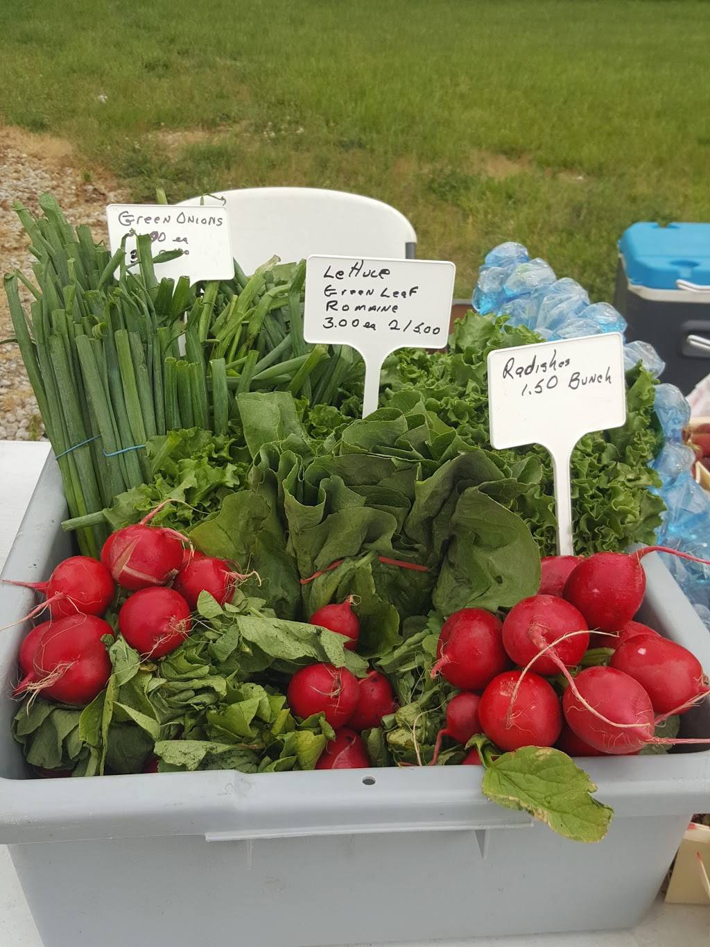 Top O-The Hill Restaurant | restaurant | 5140 Michigan Ave, Tipton, MI 49287, USA | 5174567220 OR +1 517-456-7220