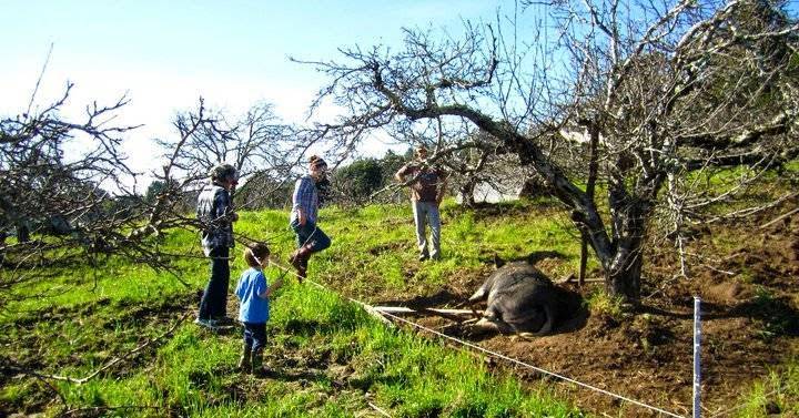 Fogline Farm | restaurant | 1701 Cabrillo Hwy, Pescadero, CA 94060, USA | 8312122411 OR +1 831-212-2411