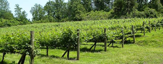 South Creek Winery | restaurant | 2240 S Creek Rd, Nebo, NC 28761, USA | 8286525729 OR +1 828-652-5729