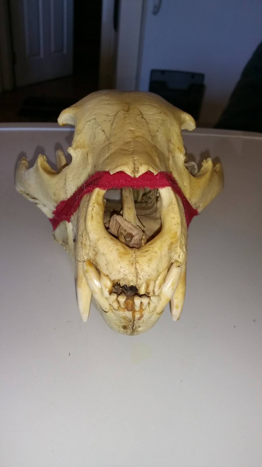 The Gem Bar & Grill | restaurant | 1159 Davenport Rd, Toronto, ON M6H 2G5, Canada | 5198001184 OR +1 519-800-1184