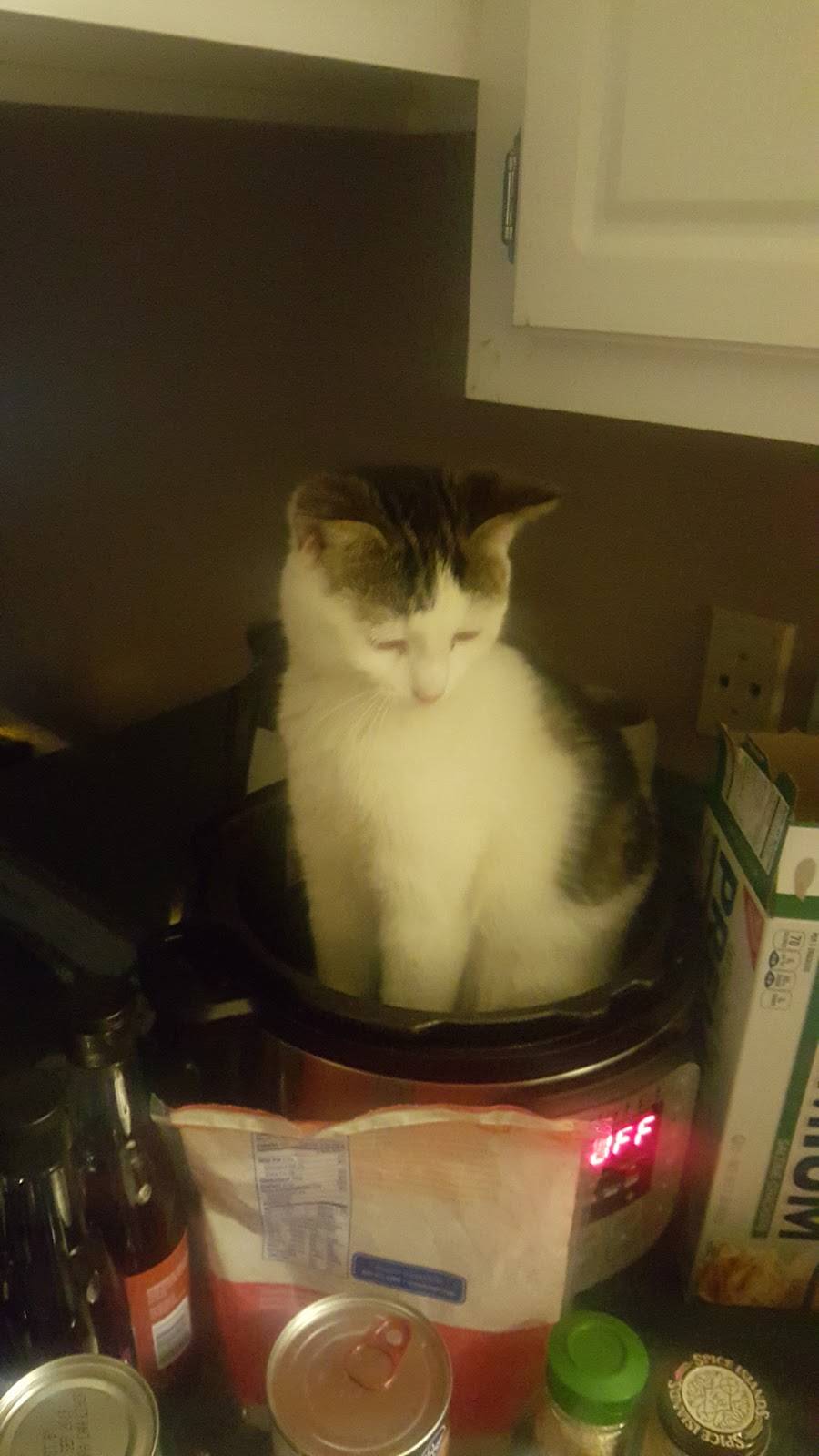 Sonic Drive-In | restaurant | 451 S Gloster St, Tupelo, MS 38801, USA | 6622605122 OR +1 662-260-5122