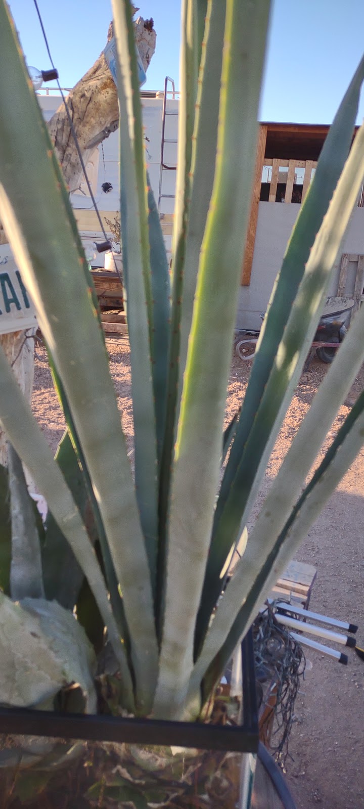 California Ponderosa | night club | Coachella Canal Rd, Calipatria, CA 92233, USA | 7609257724 OR +1 760-925-7724