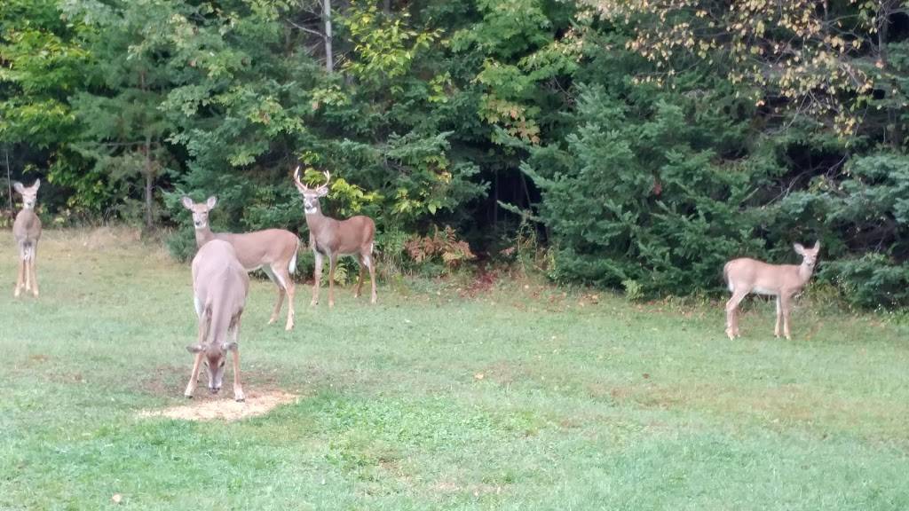 Restaurant Chez Amélie | restaurant | 645 QC-364, Morin-Heights, QC J0R 1H0, Canada | 4502266282 OR +1 450-226-6282