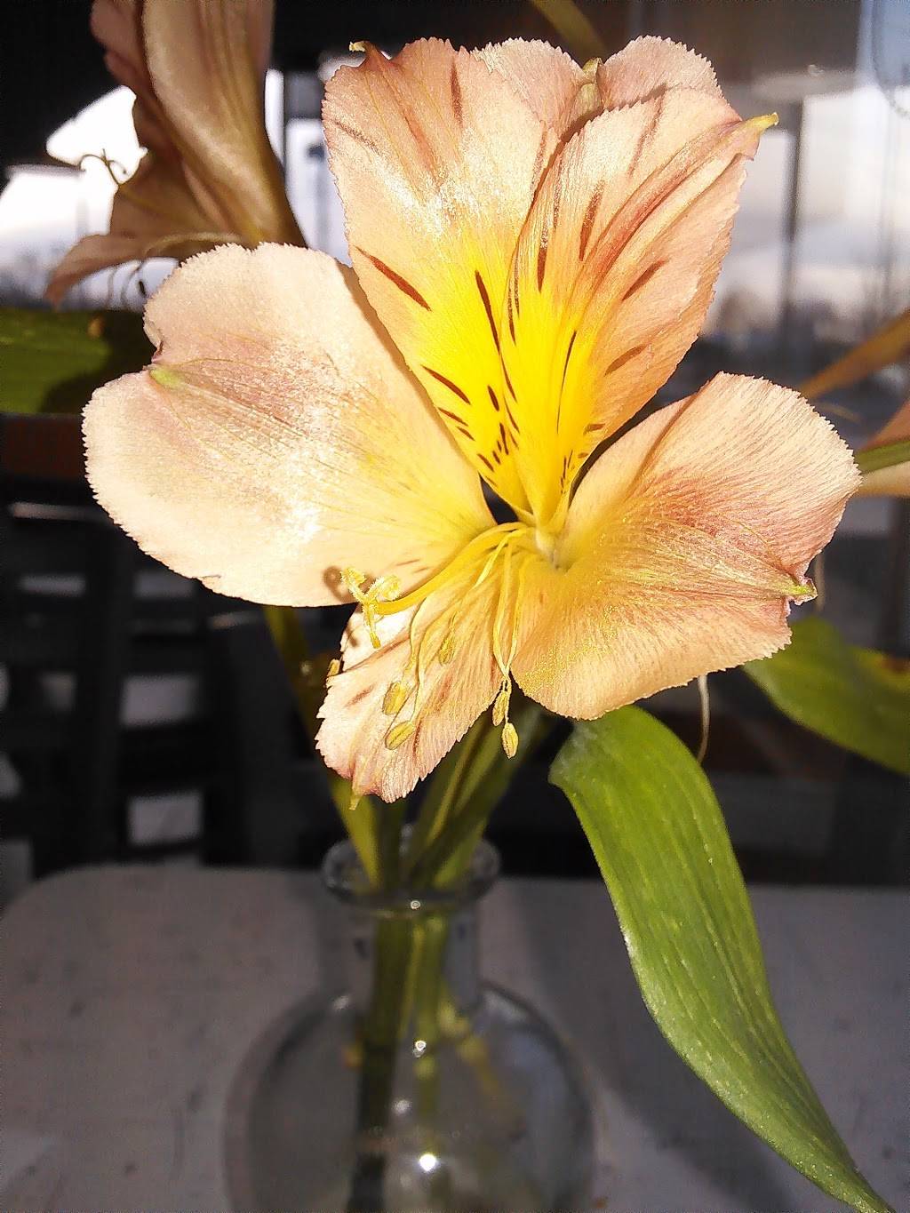 Krystal | meal takeaway | 1688 Sycamore View Rd, Memphis, TN 38134, USA | 9013721225 OR +1 901-372-1225