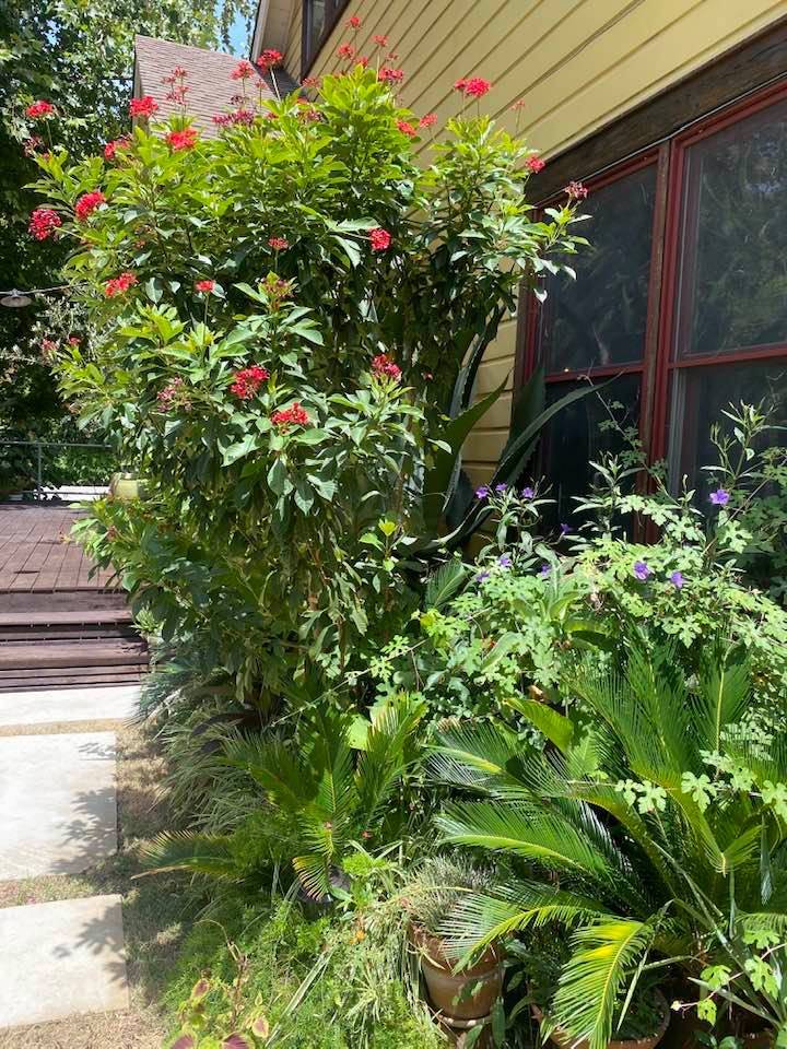 Happy Foods + SWOOP Wine Garden | restaurant | Swoop House & Gardens, 3012 Gonzales St, Austin, TX 78702, USA | 5123856700 OR +1 512-385-6700