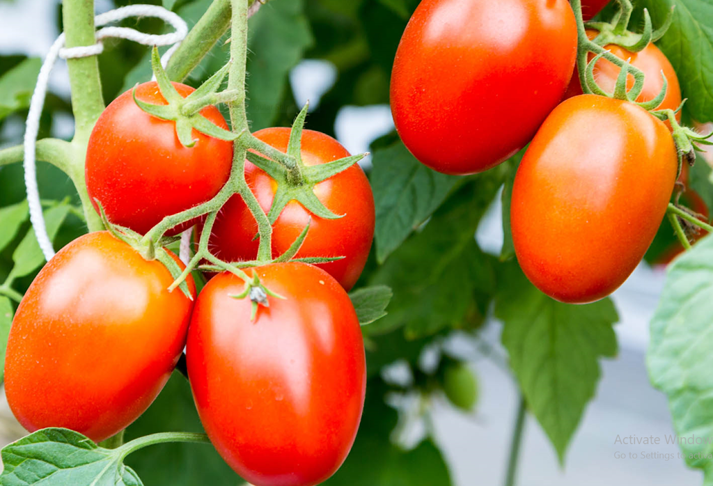 MidiCi The Neapolitan Pizza | restaurant | 3775 Tyler Street, Suite#3B, Riverside, CA 92503, USA | 9512997009 OR +1 951-299-7009