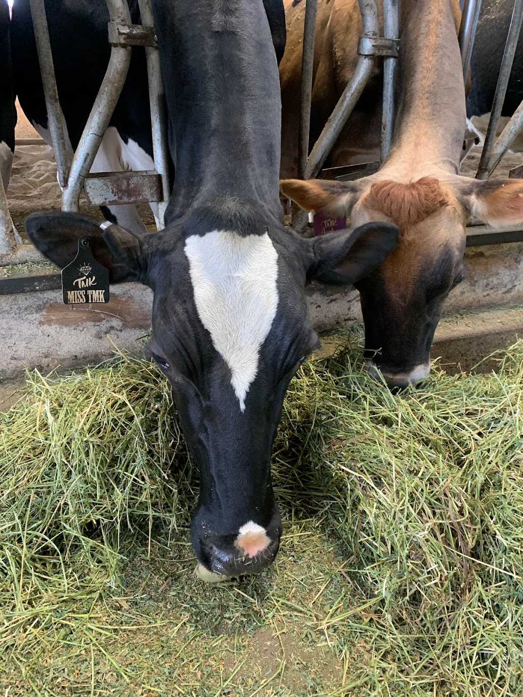 TMK Creamery | restaurant | 27221 S Dryland Rd, Canby, OR 97013, USA | 5036833397 OR +1 503-683-3397