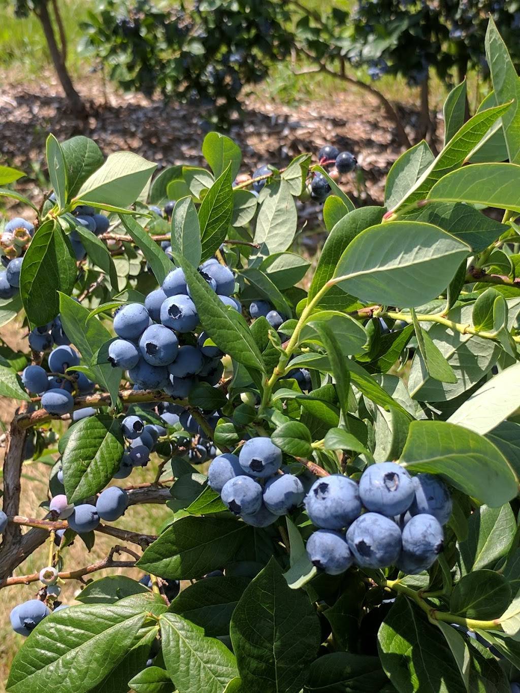 Roses Berry Farm | restaurant | 295 Matson Hill Rd, South Glastonbury, CT 06073, USA | 8606337467 OR +1 860-633-7467