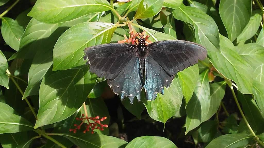 The Shops at The Butterfly Estates and Florida Native Butterfly  | restaurant | 1815 Fowler St, Fort Myers, FL 33901, USA | 2396902359 OR +1 239-690-2359