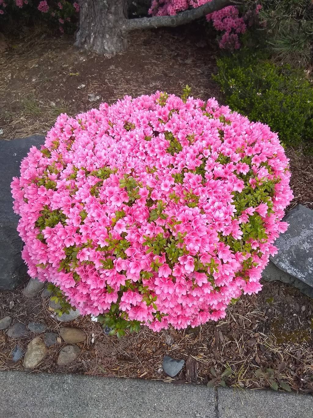 Taqueria Los Grandes Amigos | restaurant | 8607 S Hosmer St, Tacoma, WA 98444, USA | 2533012357 OR +1 253-301-2357