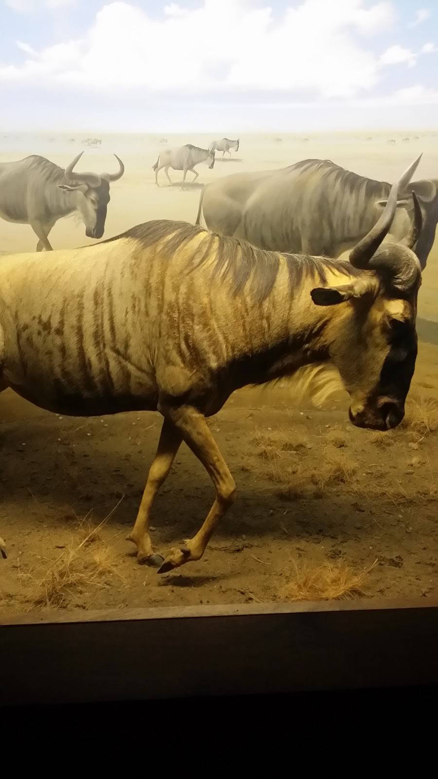 Dinos Restaurant | restaurant | 13 Lord St, Worcester, MA 01604, USA | 5087539978 OR +1 508-753-9978