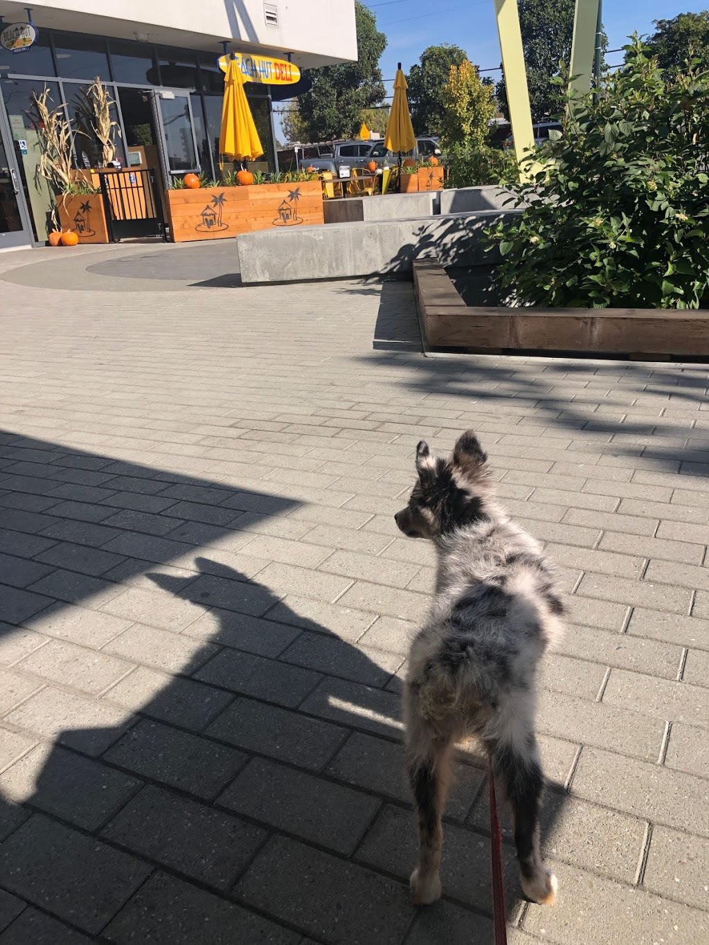 Starbucks | cafe | 430 Station Park Cir Space 11032, San Mateo, CA 94402, USA | 6504180832 OR +1 650-418-0832