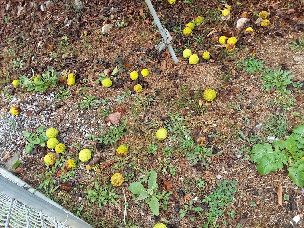 Tiny Giant Market | restaurant | 4264 Carters Valley Rd, Church Hill, TN 37642, USA | 4233576470 OR +1 423-357-6470