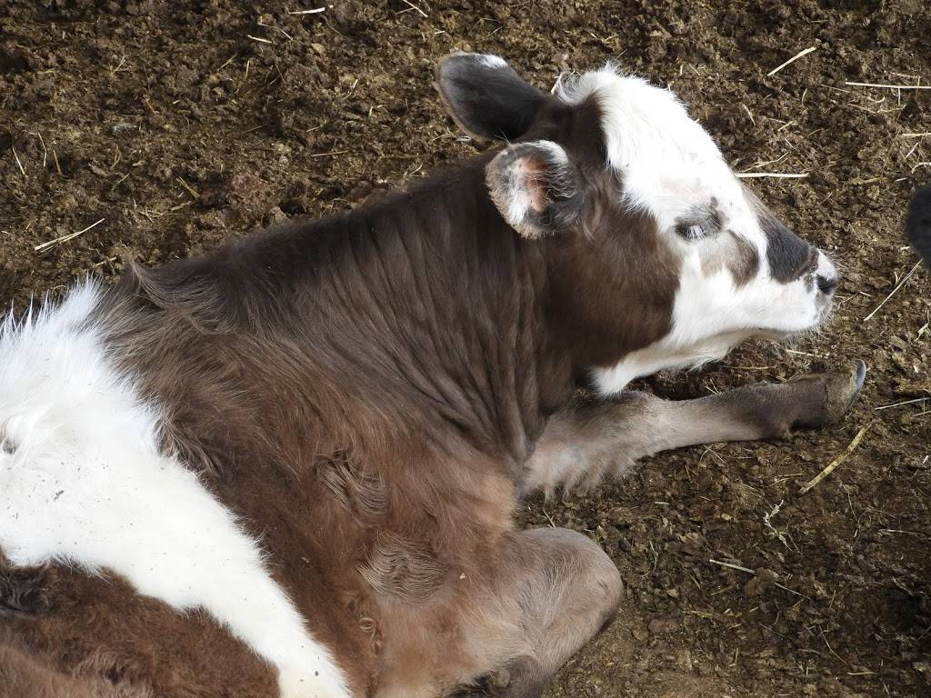 Schultz Farm and Barnside Cafe | cafe | 163 Maple Ave, Rutland, MA 01543, USA | 7742340405 OR +1 774-234-0405