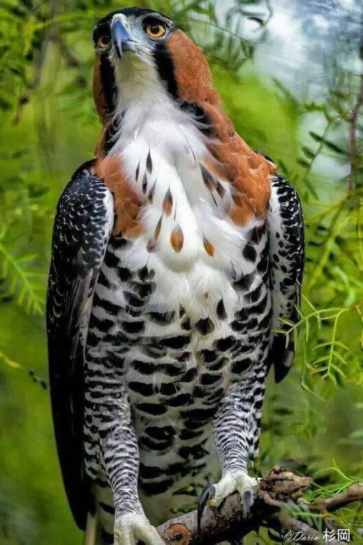 Danny’s Carry-Out | restaurant | 4408 St Barnabas Rd, Temple Hills, MD 20748, USA | 3018996688 OR +1 301-899-6688