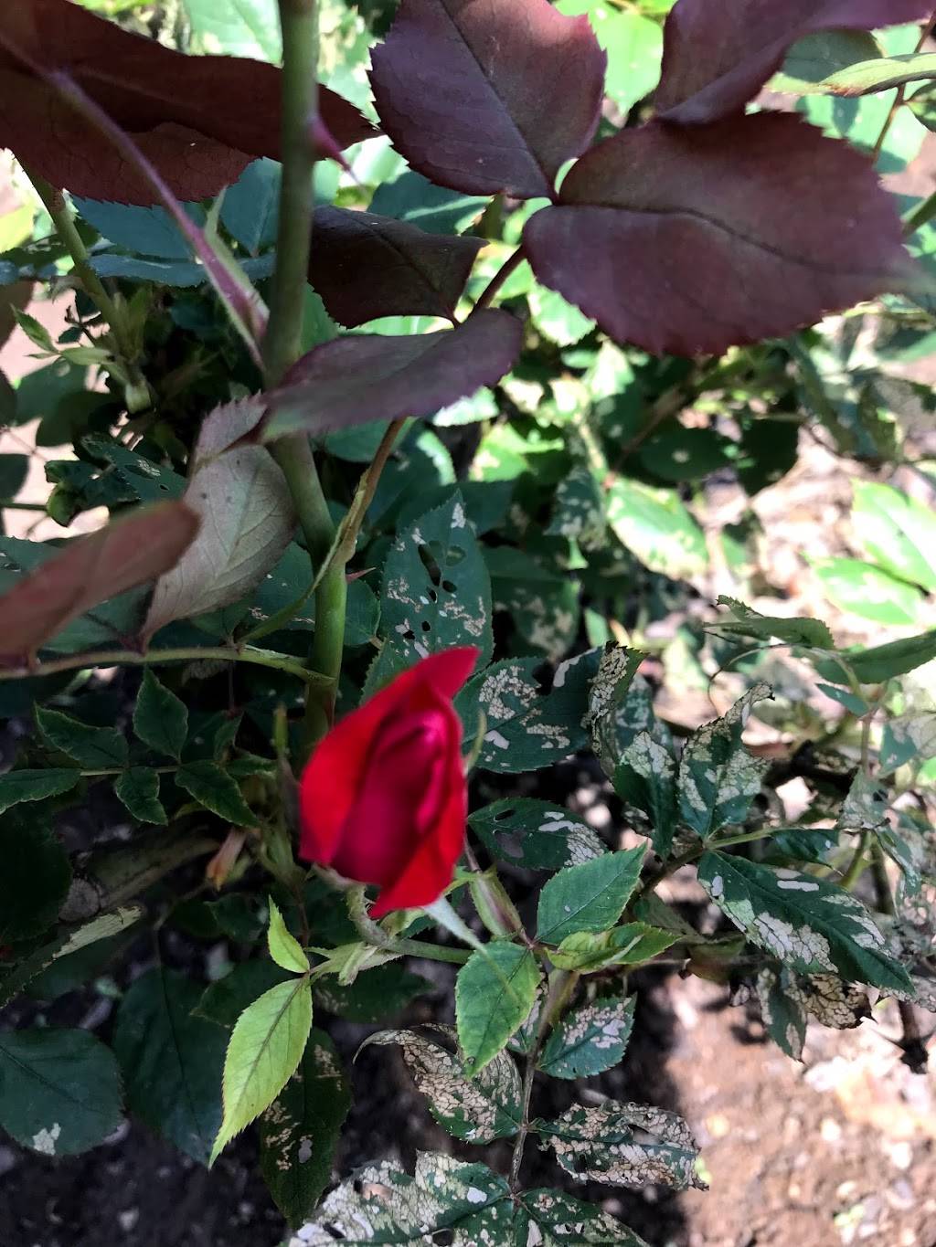 Mi Rancho | restaurant | 1845 Jefferson Hwy, Fishersville, VA 22939, USA | 5409434505 OR +1 540-943-4505